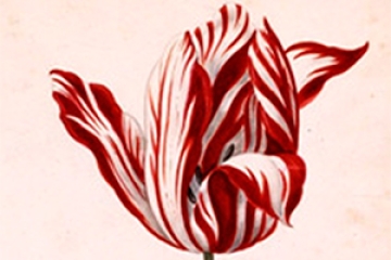 Tempo di Tulipani di Mariagrazia Margarito